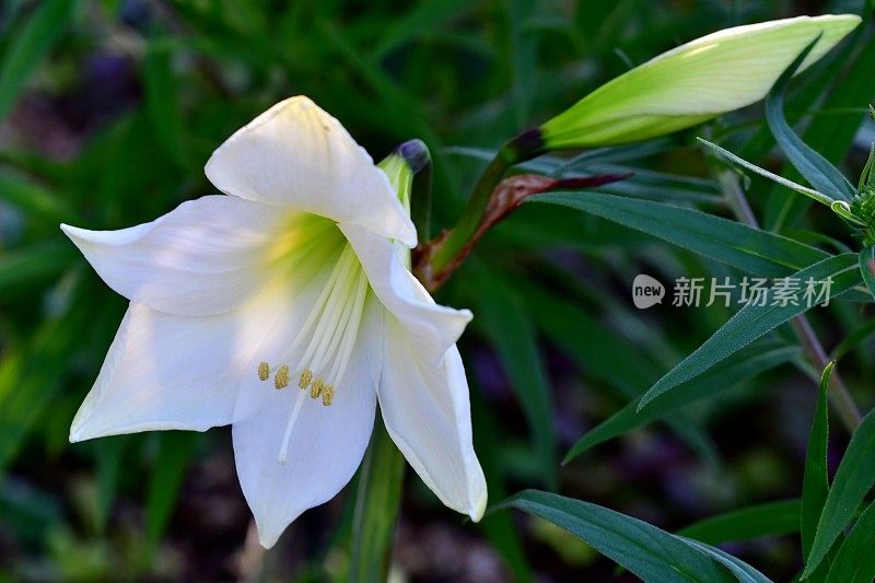 Hippeastrum /孤挺花